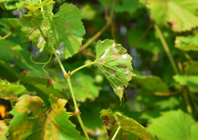 Лист винограда, поврежденный оидиумом